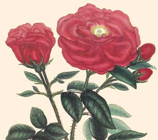 Rosa gallica"